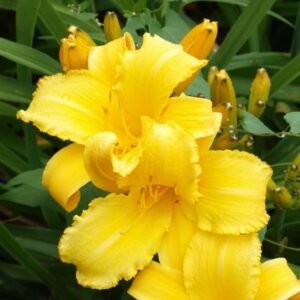 hemerocallis mary todd hémérocalle