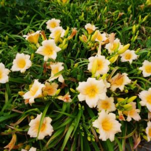 hemerocallis mini pearl hemerocalle