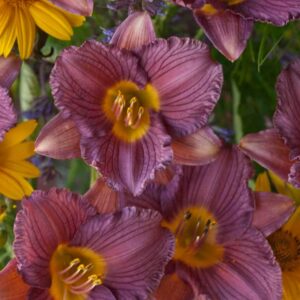 hemerocallis purple de oro hémérocalle