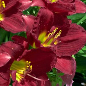 hemerocallis ruby stella hémérocalle
