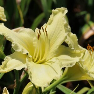 hemerocallis stella supreme hémérocalle