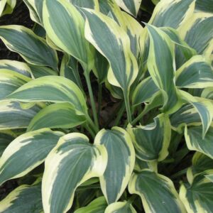 hosta wolverine