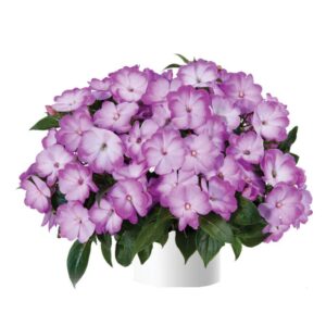 impatiens de nouvelle guinee radiance