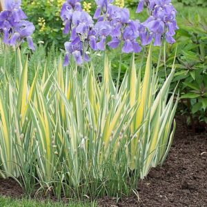 iris pallida variegata