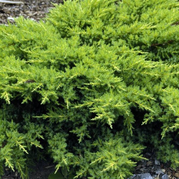 juniperus daub's frosted