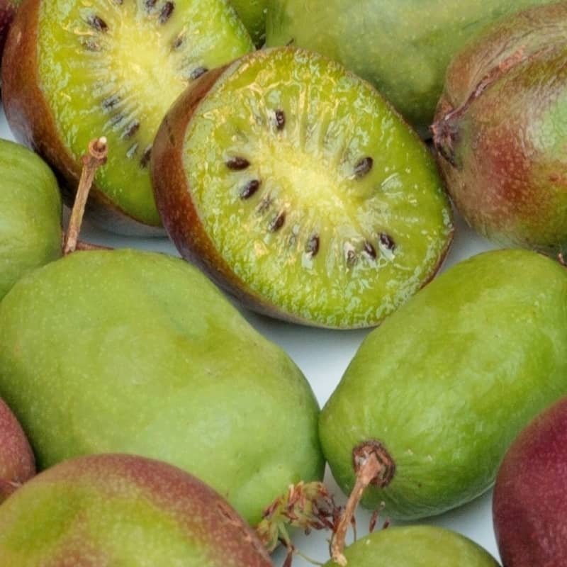 kiwi argutan meader actinidia