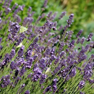 lavandula angustifolia munstead lavande