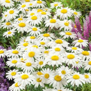 marguerite leucanthemum snowcap