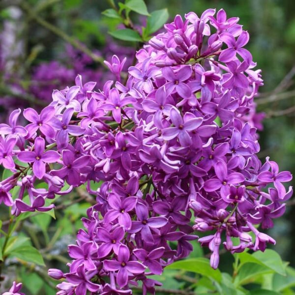 Lilas chinois lilas de rouen x chinensis saugeana