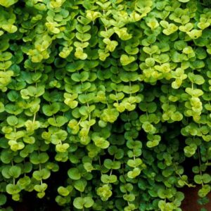 herbe aux écus lysimachia goldilocks