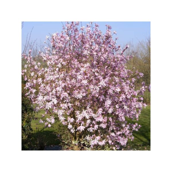 magnolia x loebneri leonard me