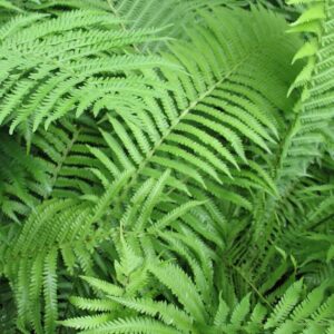 fougère à l'autruche matteucia struthiopteris