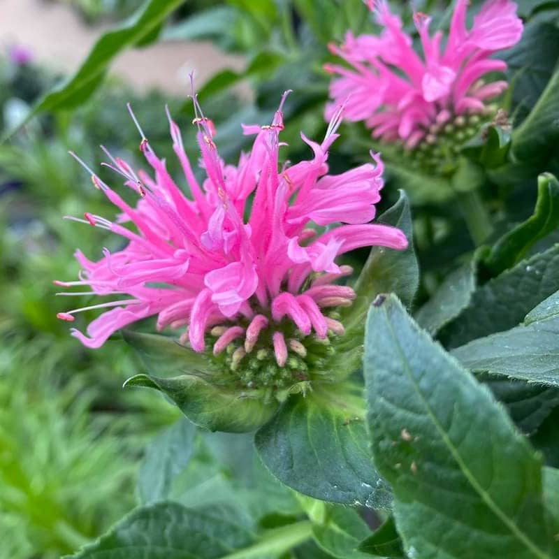 monarde bubblegum blast monarda