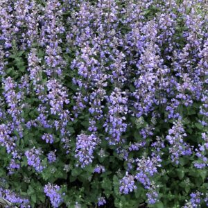 nepeta purrsian blue