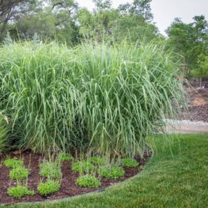 panicum northwind