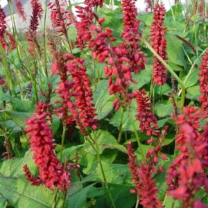 Polygonum, renouée persicaria js caliente