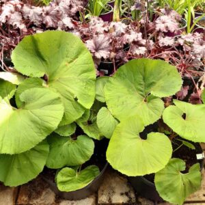 petasite petasitus japonicus giganteus
