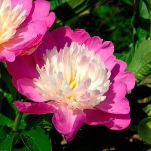 pivoine gay praree paeonia