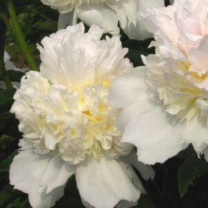 paeonia, pivoine de chine pivoine lactiflora top brass
