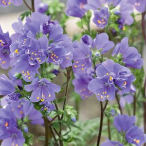 polemonium purple rain