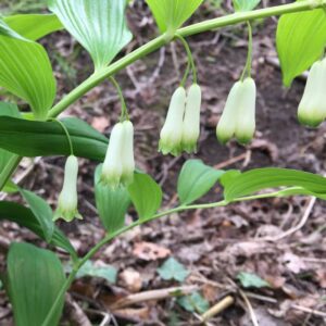 sceau de salomon géant polygonatum giganteum