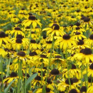 rudbeckia viette's little suzy