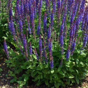sauge salvia blue queen