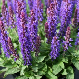 salvia nemorosa marcus