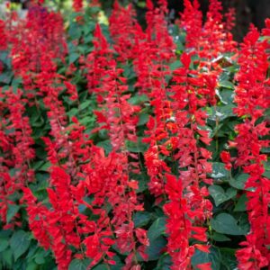 salvia saucy red
