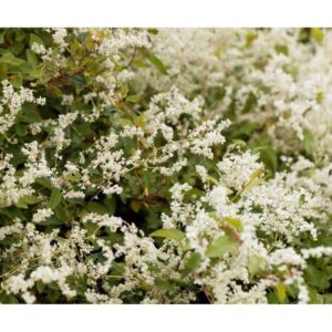 silver lace vine polygonum aubertii