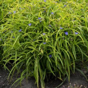 tradescantia charlottes web