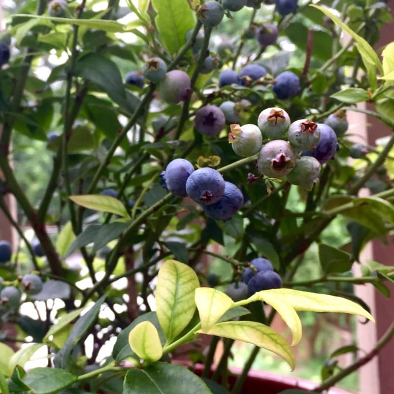 vaccinium top hat bleuet blueberry