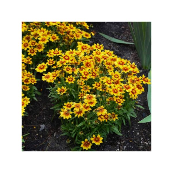 coreopsis gold and bronze