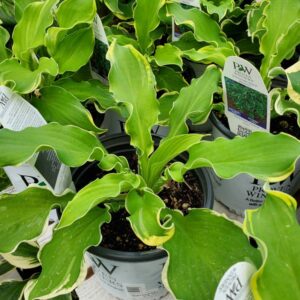 Hosta Shadowland Wheee