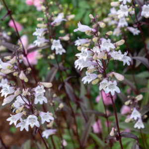 Penstemon Husker Red Husker