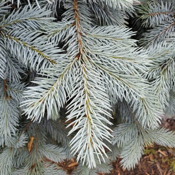 Picea Pungens Baby Blue Eye