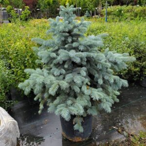 Picea Pungens Baby Blue Eye
