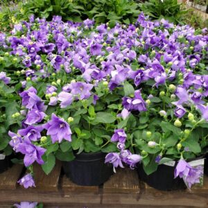 Platycodon Astra Double Blue