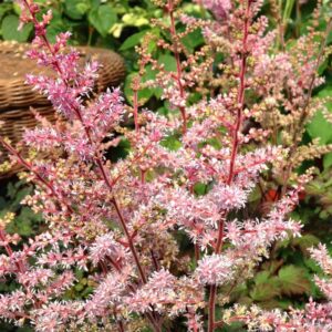 astilbe deft lace