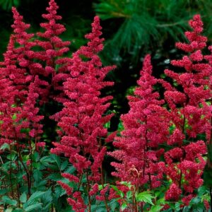 astilbe fanal