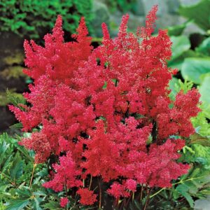 astilbe montgomery