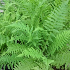 athyrium filix femina