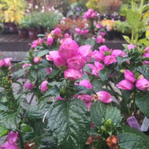 chelone tiny tortuga