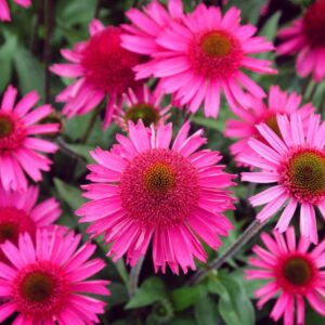 echinacea delicious candy