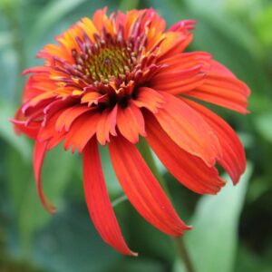 echinacea hot papaya