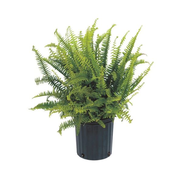 fougere kimberly queen fern