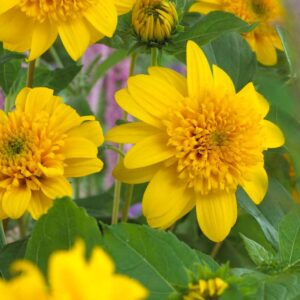 helianthus happy days