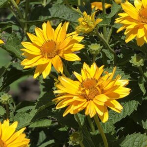 heliopsis tuscan gold