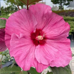 hibiscus berry awesome