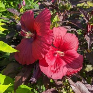 hibiscus midnight marvel